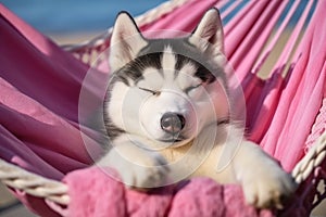 Dog Laid-Back Husky Unwinding on Vacation on the beach. Generative AI