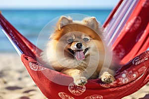 Dog Laid-Back Pomerania Unwinding on Vacation on the beach. Generative AI