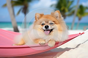 Dog Laid-Back Pomerania Unwinding on Vacation on the beach. Generative AI