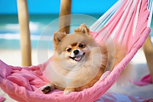 Dog Laid-Back Pomerania Unwinding on Vacation on the beach. Generative AI