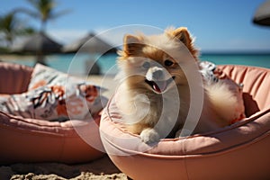 Dog Laid-Back Pomerania Unwinding on Vacation on the beach. Generative AI