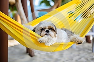 Dog Laid-Back Shih Tzu Unwinding on Vacation on the beach. Generative AI