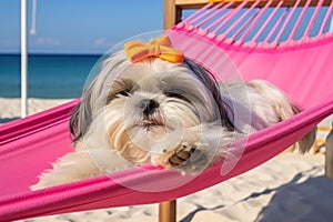 Dog Laid-Back Shih Tzu Unwinding on Vacation on the beach. Generative AI