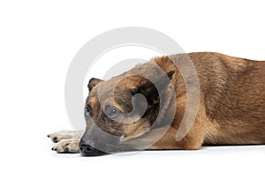 Dog laid her head on a white background. mix breeds in the studio