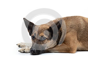 Dog laid her head on a white background. mix breeds in the studio