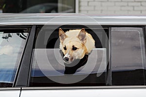 dog of Laika breed looks out of the half-open window of the car in anticipation of the owner.