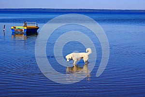 Dog in the lake