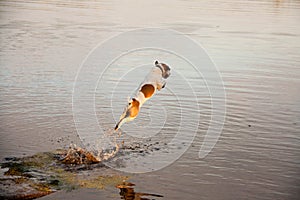 Dog and lake