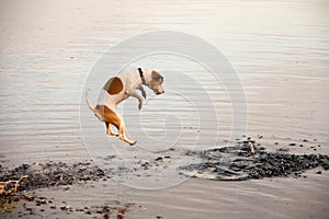 Dog and lake