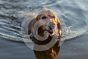 Dog in the lake