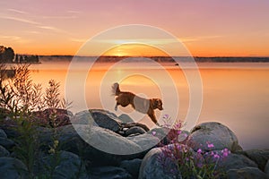 dog at the lake. Nova Scotia Duck Tolling Retriever in the morning outdoors