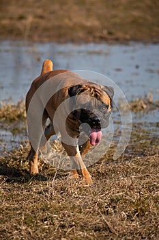 El perro sobre el nadar. detallado retrato extrano criar de el perro sur 