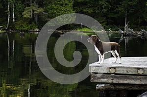 Dog on a lakeside dock