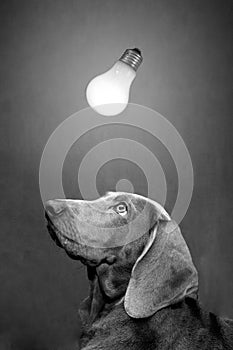 Dog and lamp