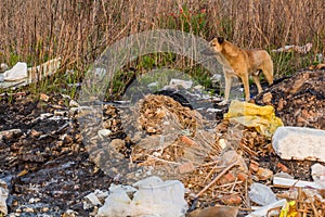 Dog in a landfill in Rasht, Ir photo