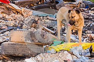 Dog in a landfill in Rasht, Ir photo