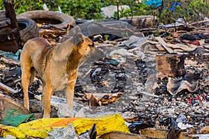 Dog in a landfill in Rasht, Ir photo