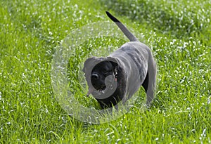 Dog in the landscape