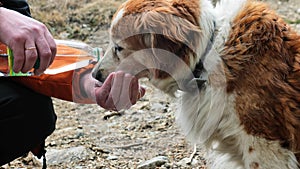 dog laps water from a mans hand. dog drinks water. thirsty dog.