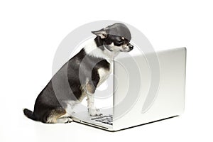 El perro computadora portátil 