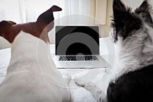 Dog laptop