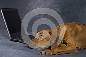 dog with laptop