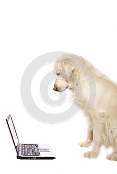 Il cane un computer portatile 