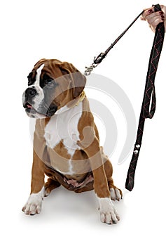 Dog Is Large Breed. Photography Studio On White