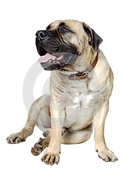 Dog Is Large Breed. Photography Studio On White