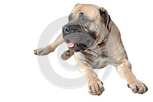 Dog Is Large Breed. Photography Studio On White