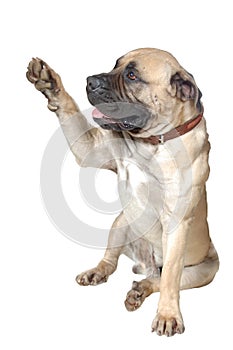 Dog Is Large Breed. Photography Studio On White