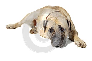 Dog Is Large Breed. Photography Studio On White