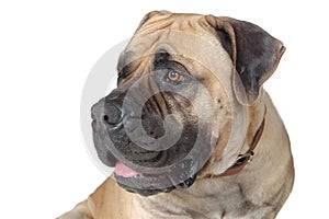 Dog Is Large Breed. Photography Studio On White