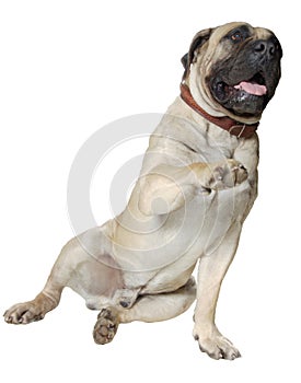 Dog Is Large Breed. Photography Studio On White