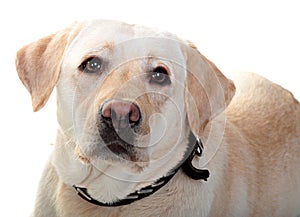 Dog Is Large Breed. Photography Studio On White