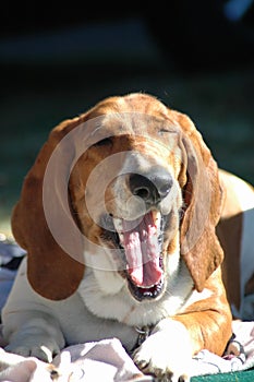 Dog laughing