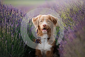 Dog in lavender. Nova Scotia duck tolling Retriever in flowers