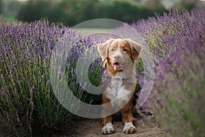 Dog in lavender. Nova Scotia duck tolling Retriever in flowers