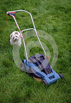 Dog & Lawn Mower in Long Grass