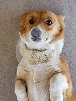 Dog laying on back staring up at you