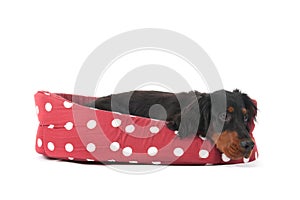 Dog laying in basket