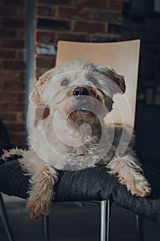 Dog laying on a cushion on top of a dining chair at home, looking up