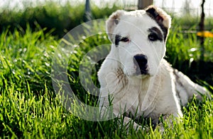 Dog laying down in grass