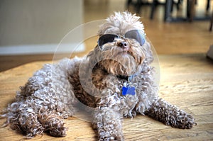 Dog laying down sporting sunglasses photo