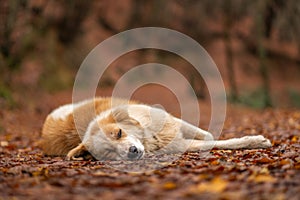 Dog Laying on Forest Ground