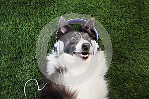 Dog laying in the grass listening to music