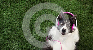 Dog laying in the grass listening to music