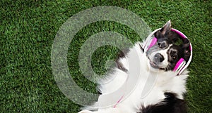 Dog laying in the grass listening to music