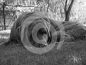 Dog laying on grass watching