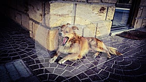 A dog laying on the ground yawning showing the tongue. photo